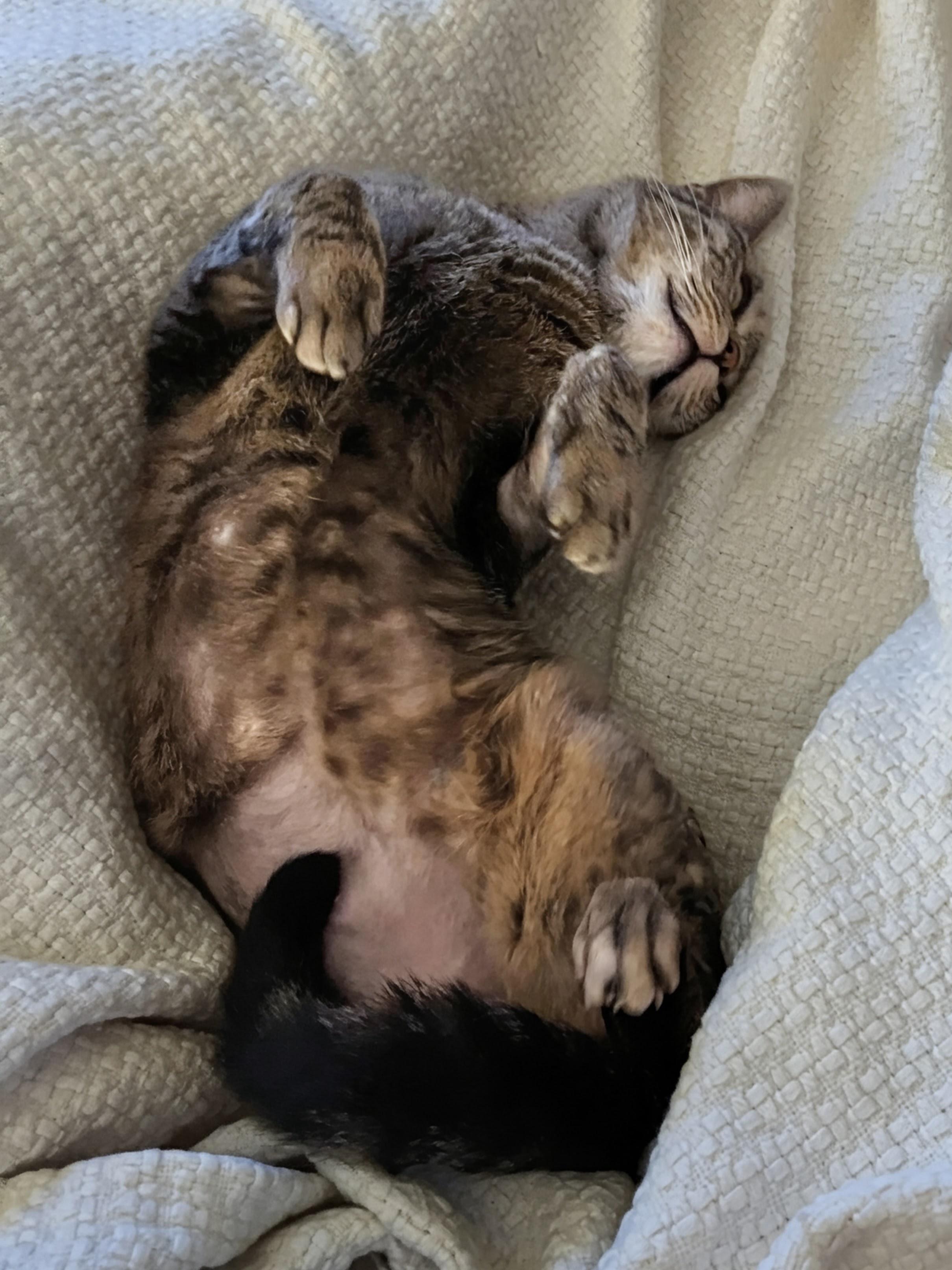 Catniss , a ADOPTABLE Tabby in Brick, NJ image 3/6