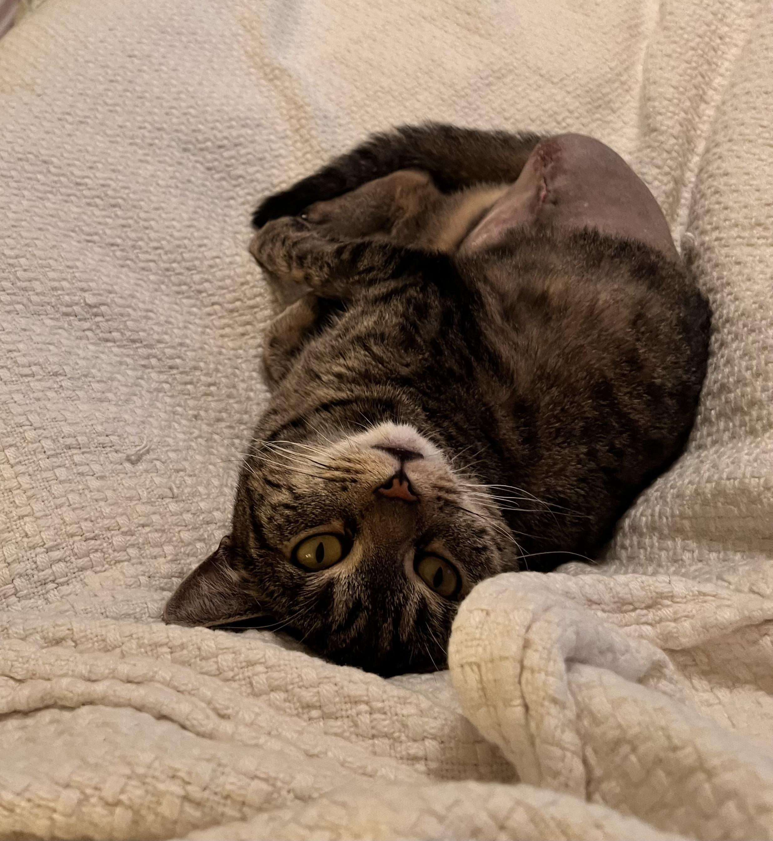 Catniss , a ADOPTABLE Tabby in Brick, NJ image 2/6