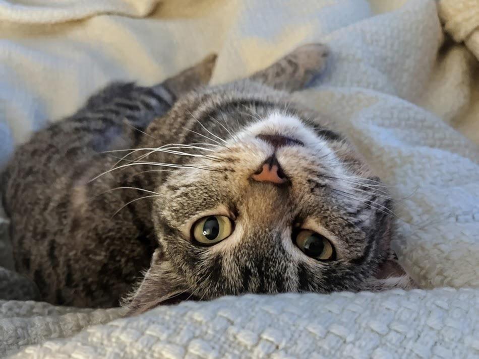 Catniss , a ADOPTABLE Tabby in Brick, NJ image 1/6