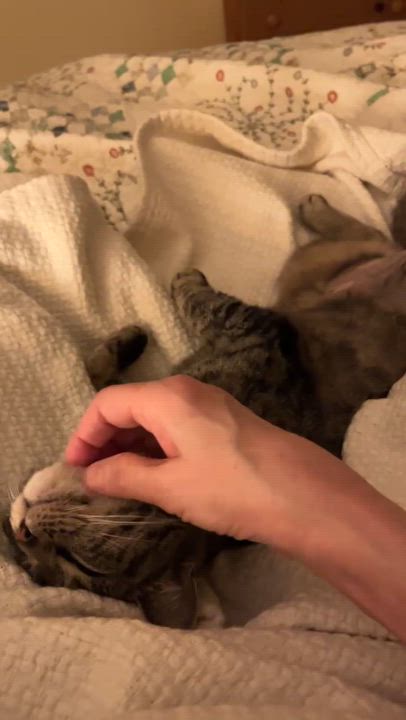 Enlarge Catniss , a ADOPTABLE Tabby in Brick, NJ video 6/6