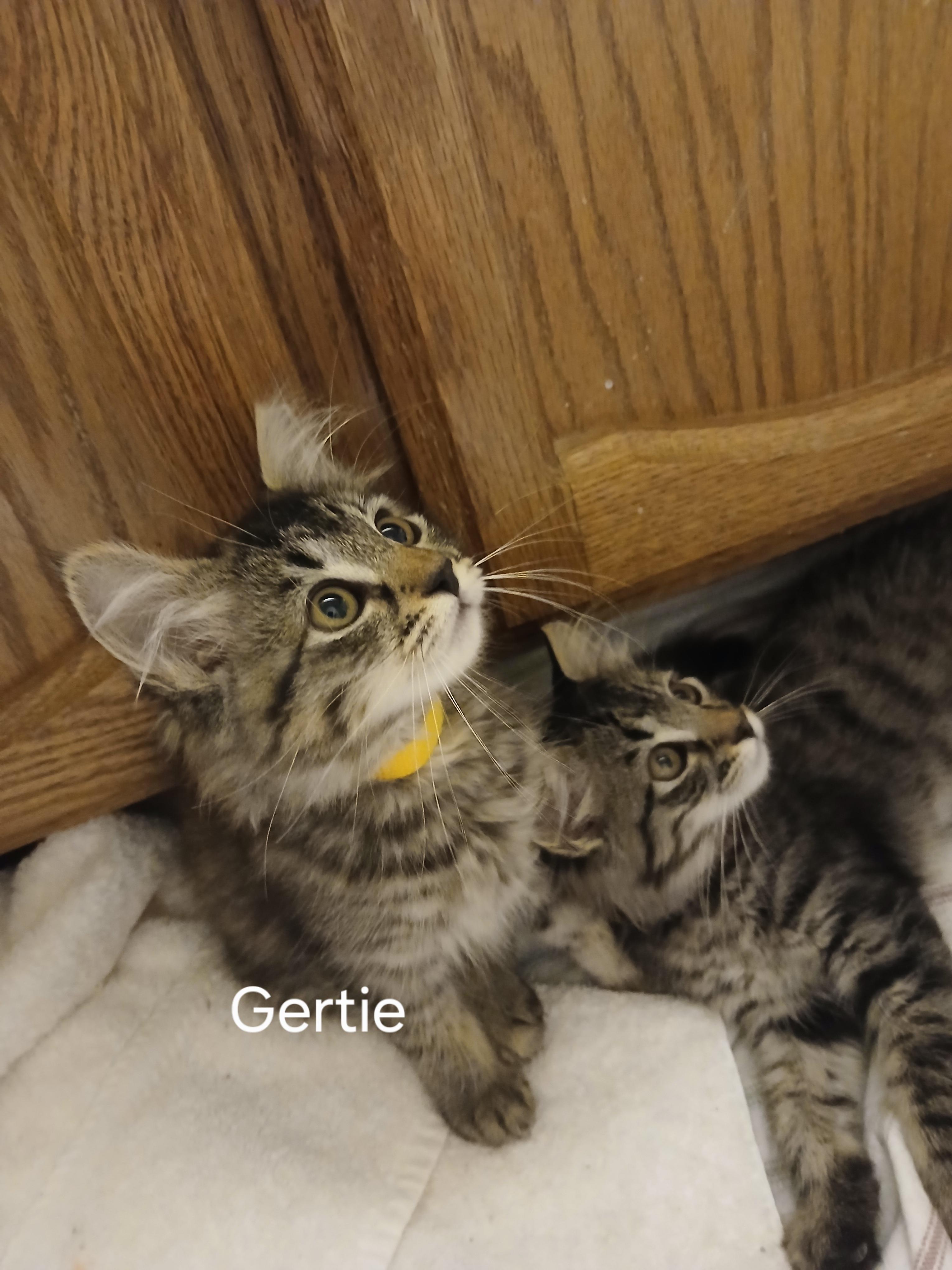 Enlarge Gertie, an adopted Domestic Medium Hair in Elk Grove, CA image 2/3