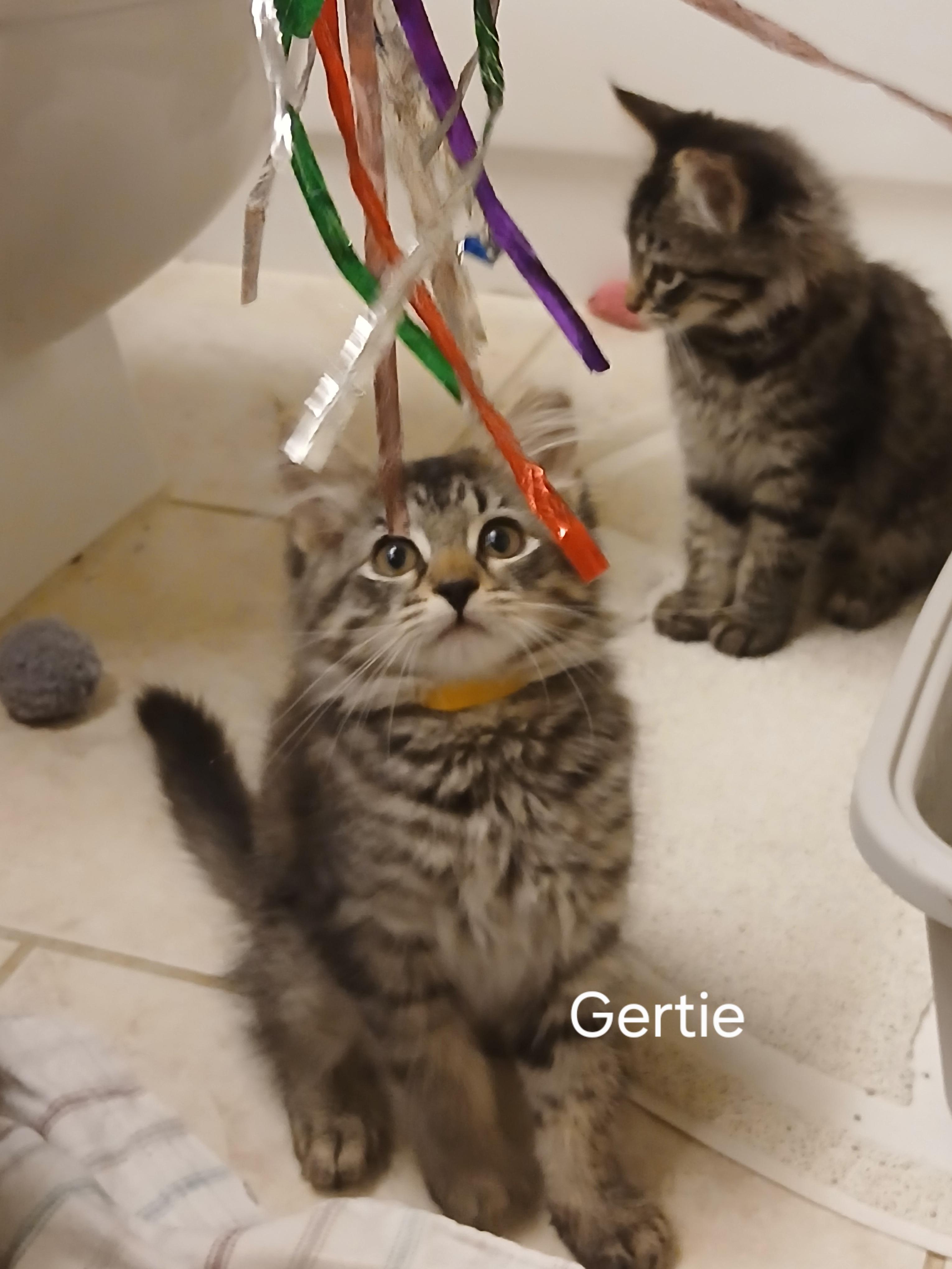 Gertie, adopted, Kitten Female Domestic Medium Hair.