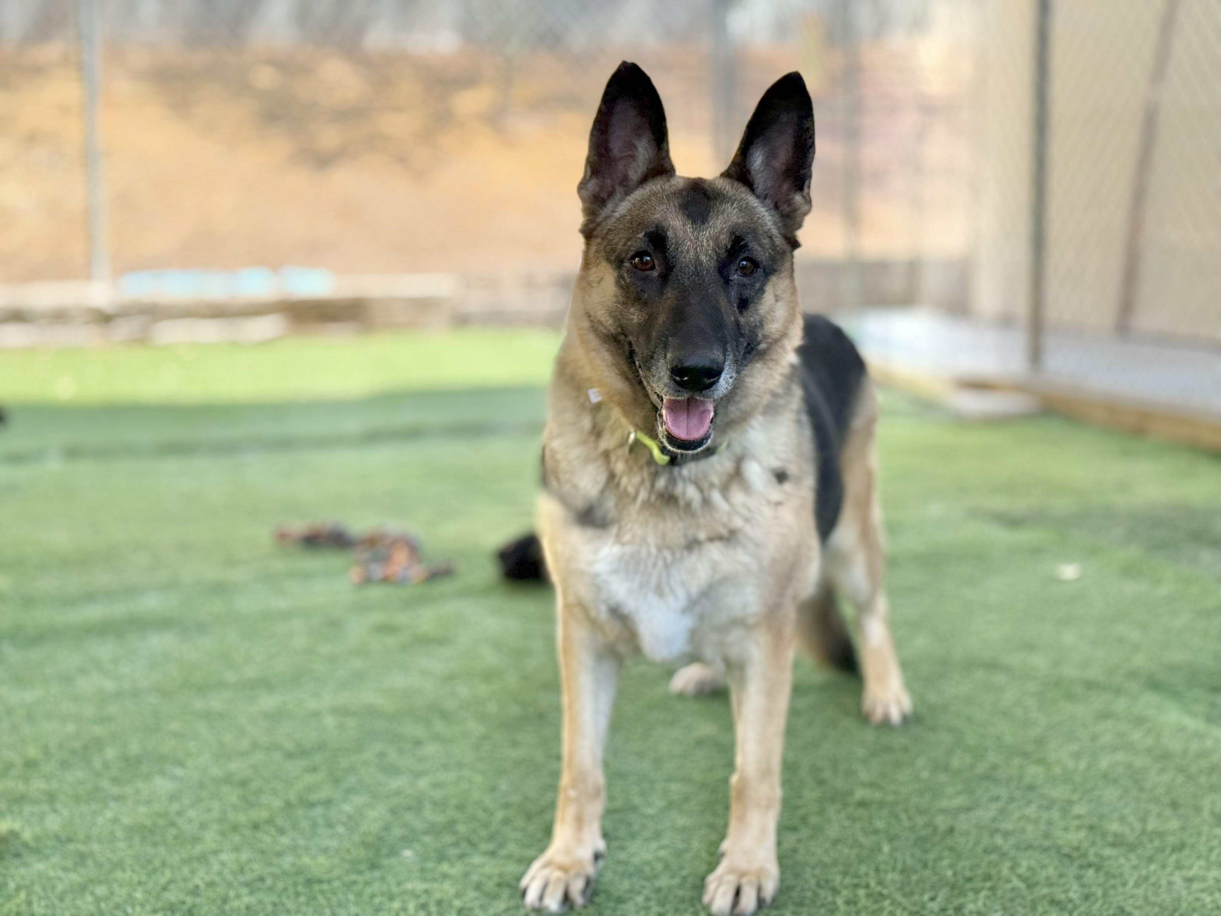Morticia, Adoptable, Adult Female German Shepherd Dog.