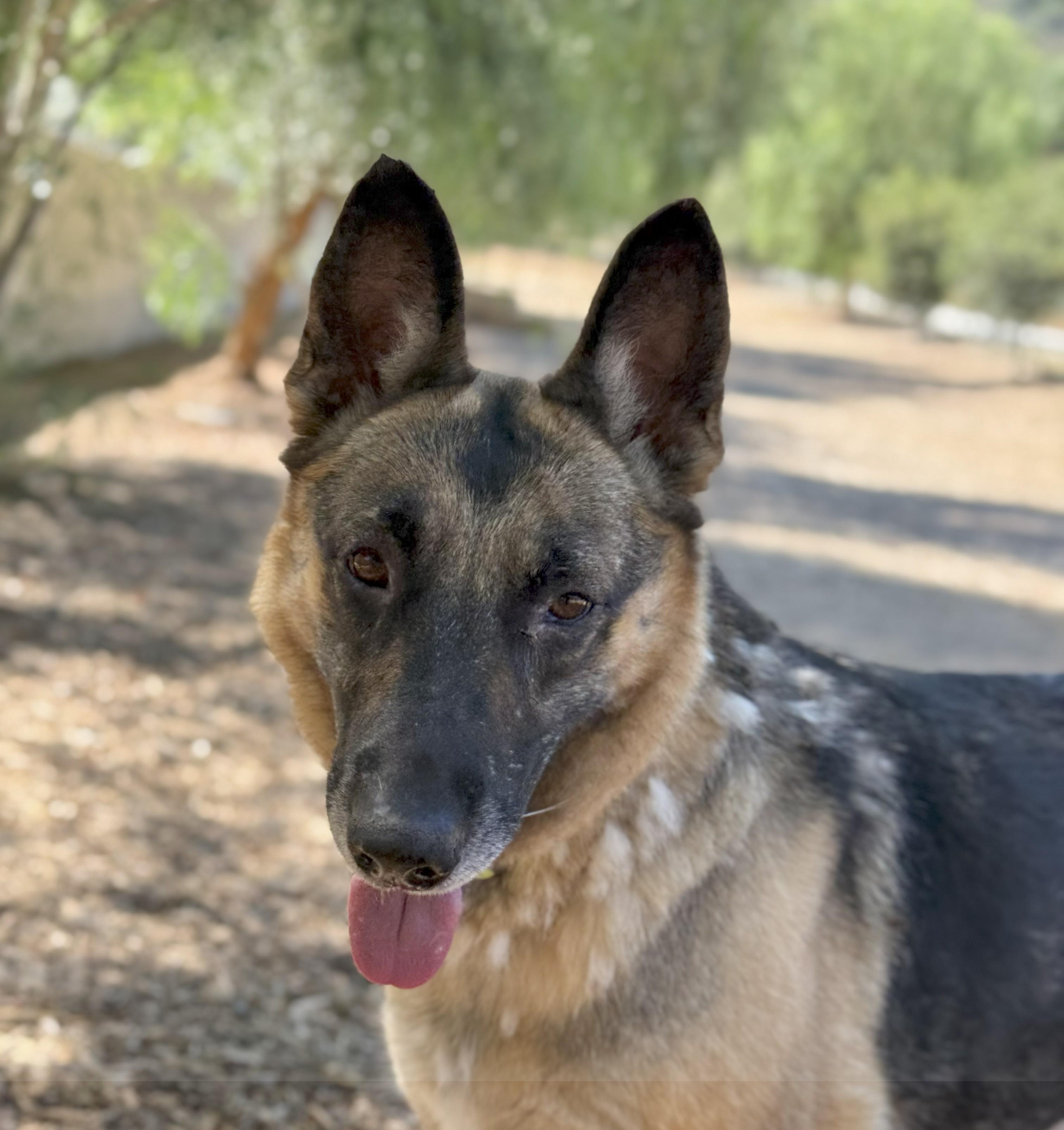 Enlarge Morticia, a Adoptable German Shepherd Dog in San Diego, CA image 2/2