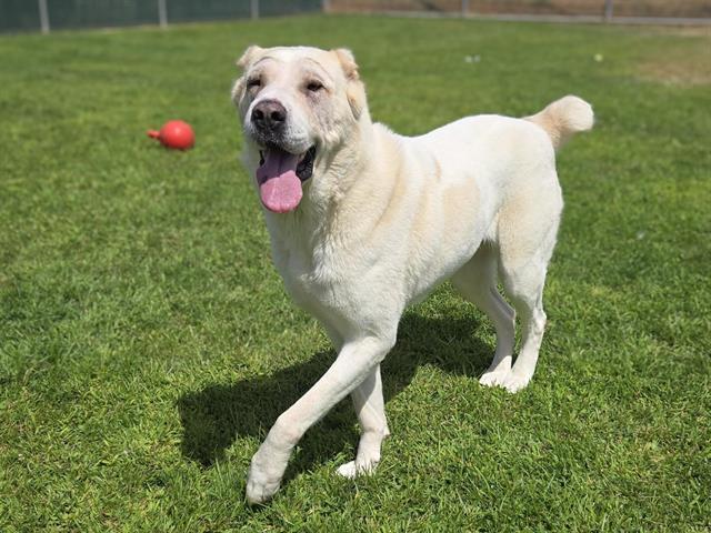 NAGA, Adoptable, Adult Female Mastiff.