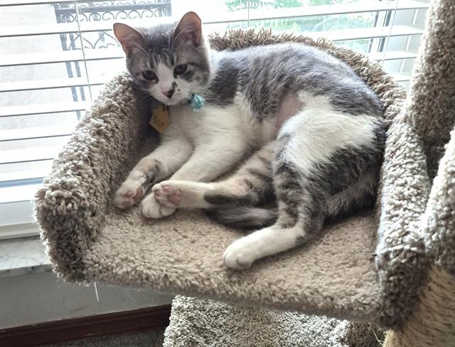 REBA, Adoptable, Young Female Domestic Short Hair.