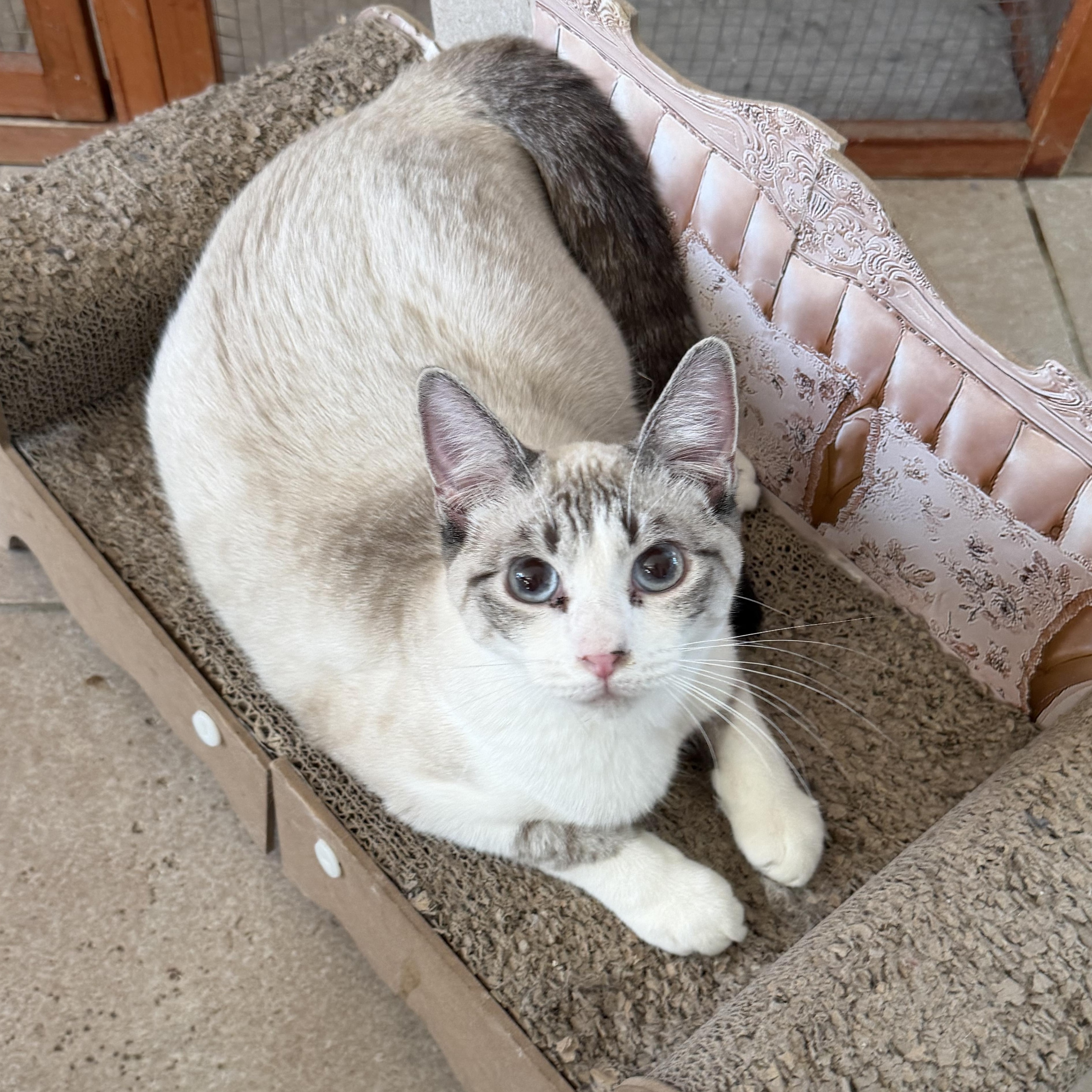 Enlarge BP Siamese, a Adoptable Siamese in Glendora, CA image 3/4