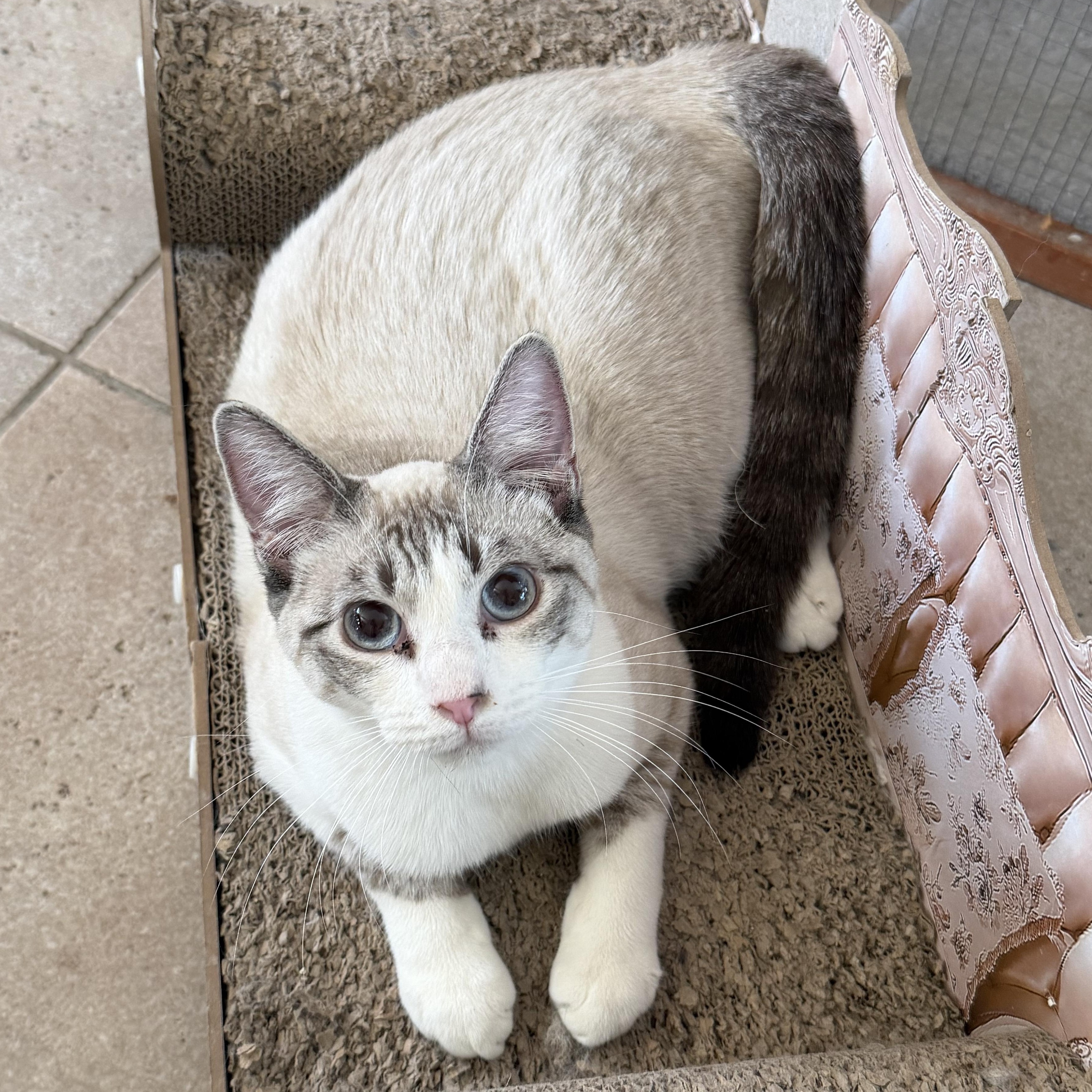 Enlarge BP Siamese, a Adoptable Siamese in Glendora, CA image 2/4