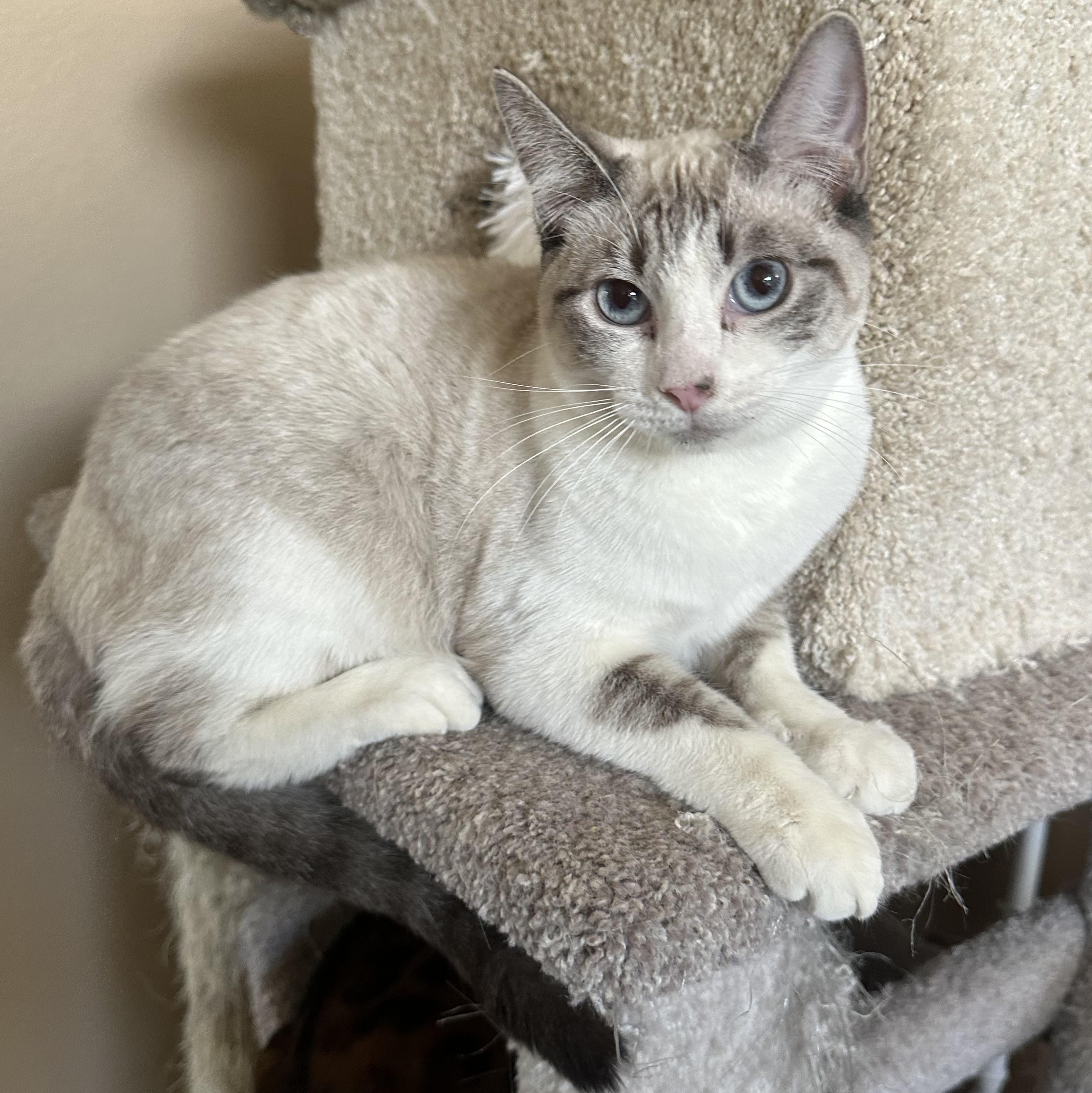 Enlarge BP Siamese, a Adoptable Siamese in Glendora, CA image 4/4