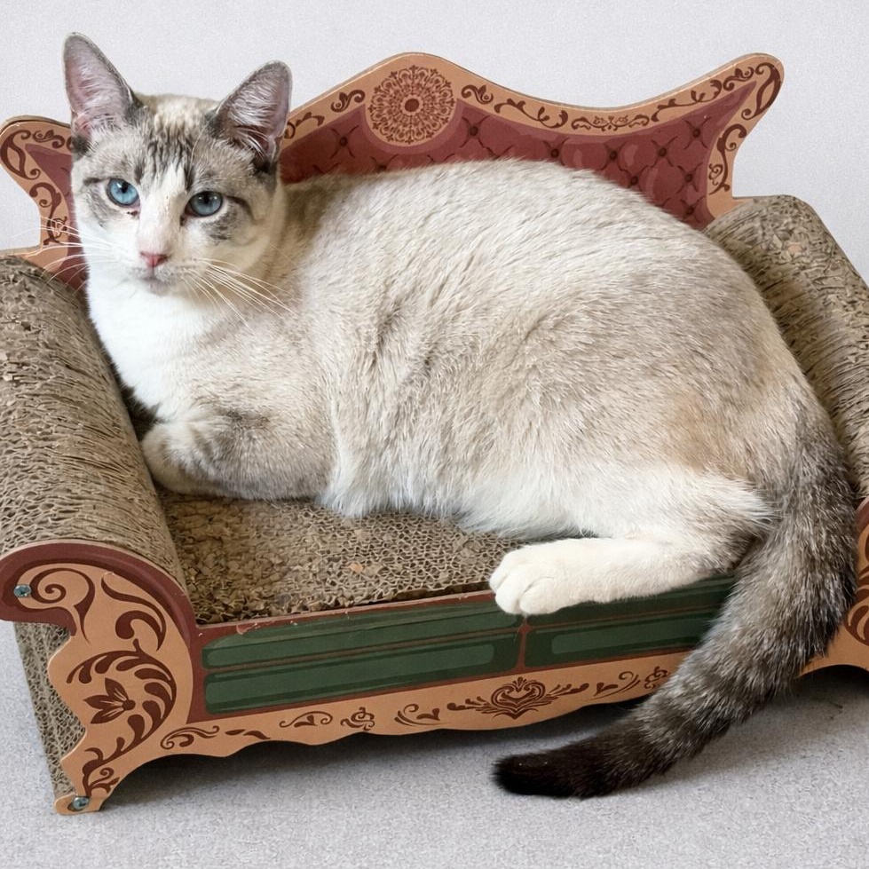 Enlarge BP Siamese, a Adoptable Siamese in Glendora, CA image 1/4