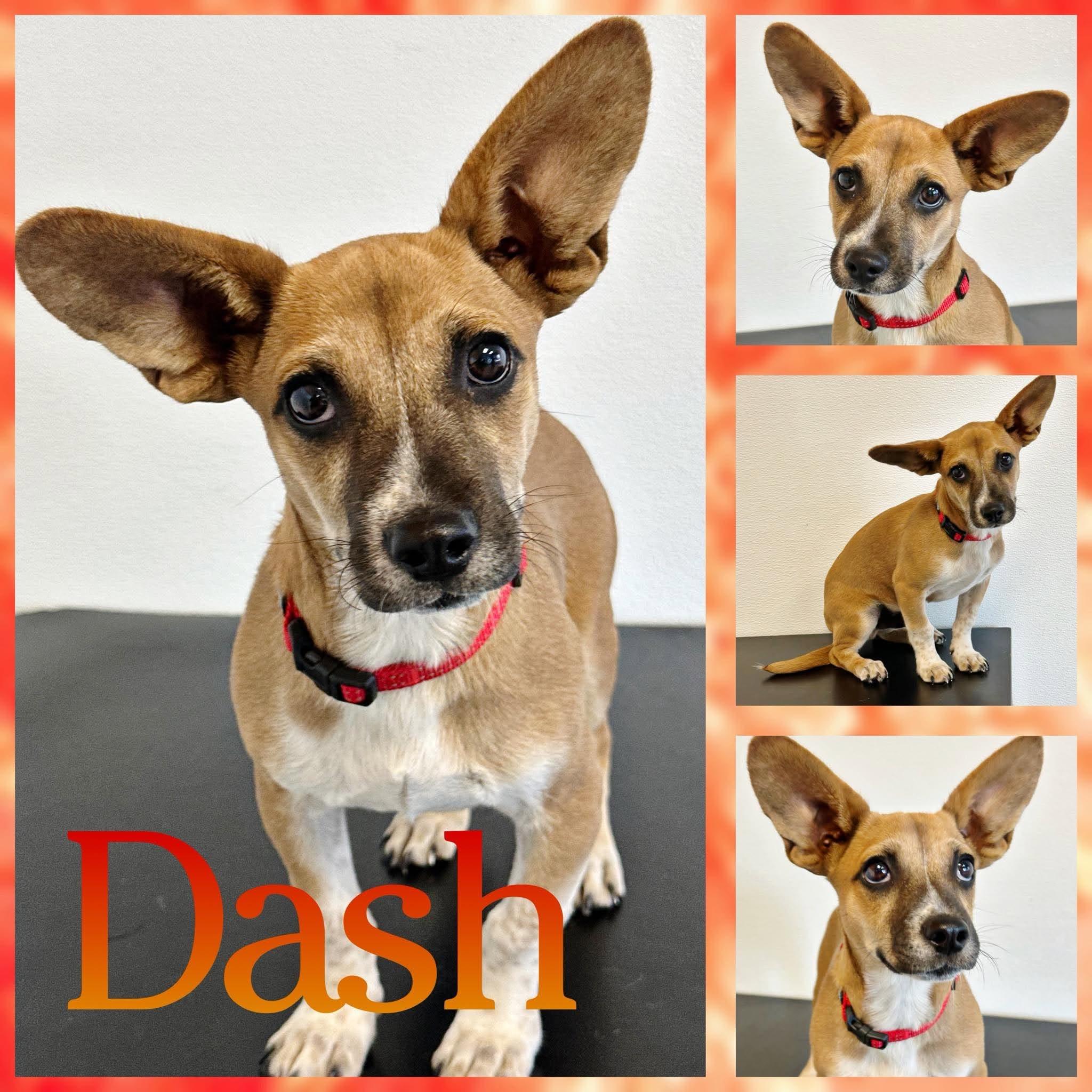 Dash, Adopted, Puppy Male Terrier & Corgi.