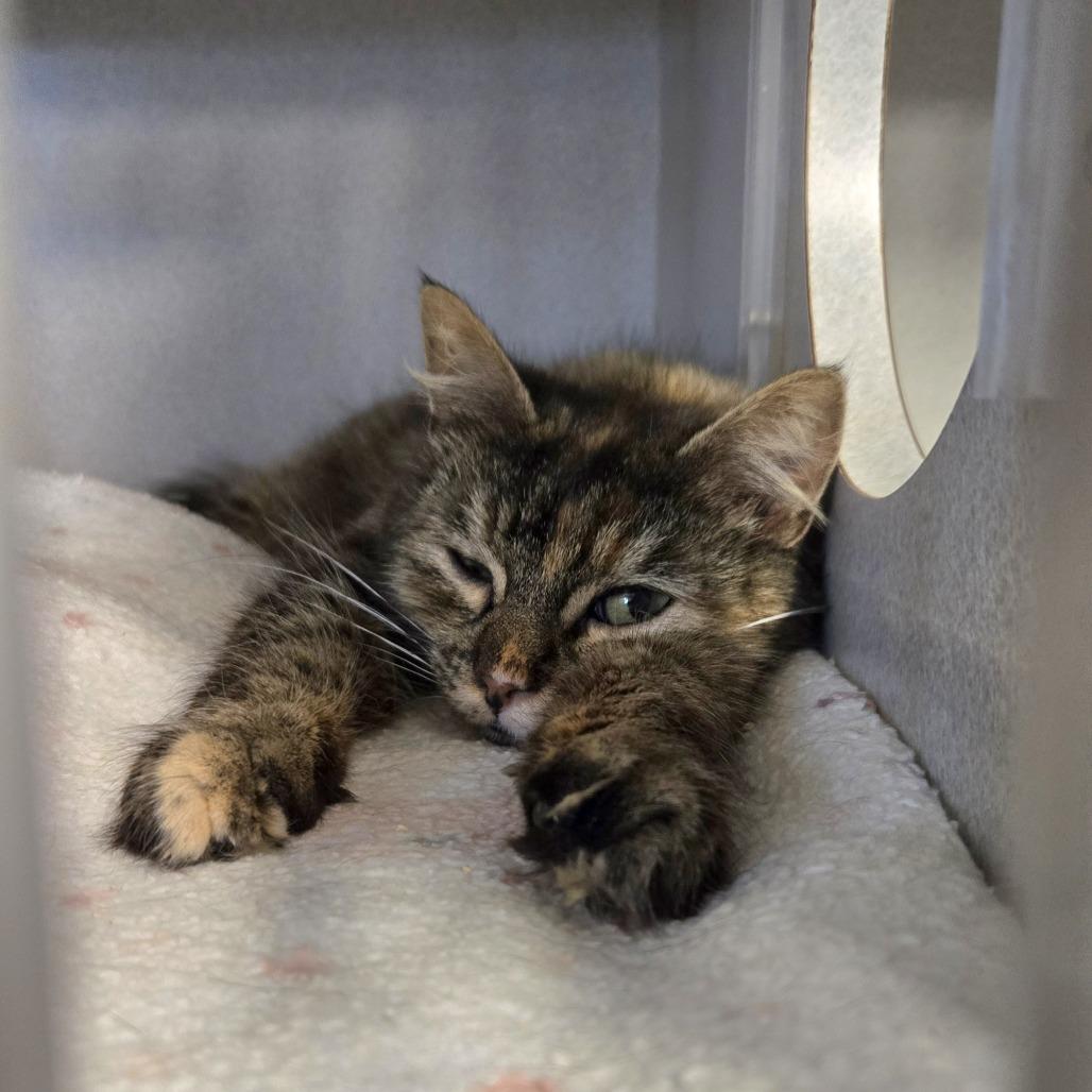 Kiesza, Adoptable, Young Female Domestic Long Hair.