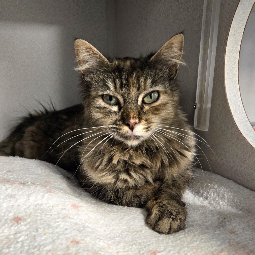Enlarge Kiesza, a Adoptable Domestic Long Hair in Washougal, WA image 2/6