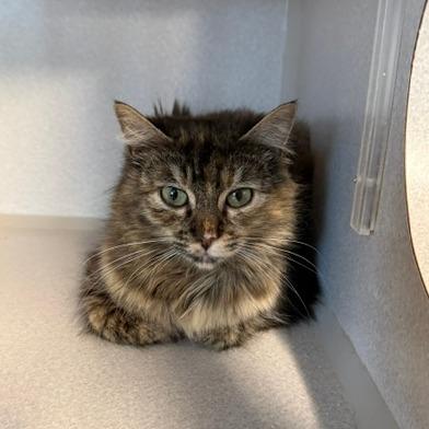 Enlarge Kiesza, a Adoptable Domestic Long Hair in Washougal, WA image 3/6