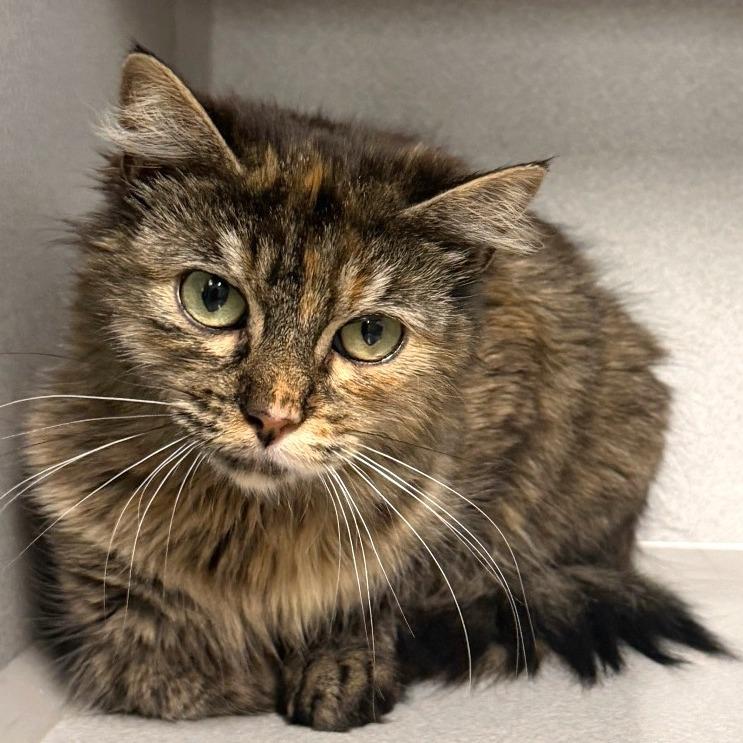 Enlarge Kiesza, a Adoptable Domestic Long Hair in Washougal, WA image 4/6