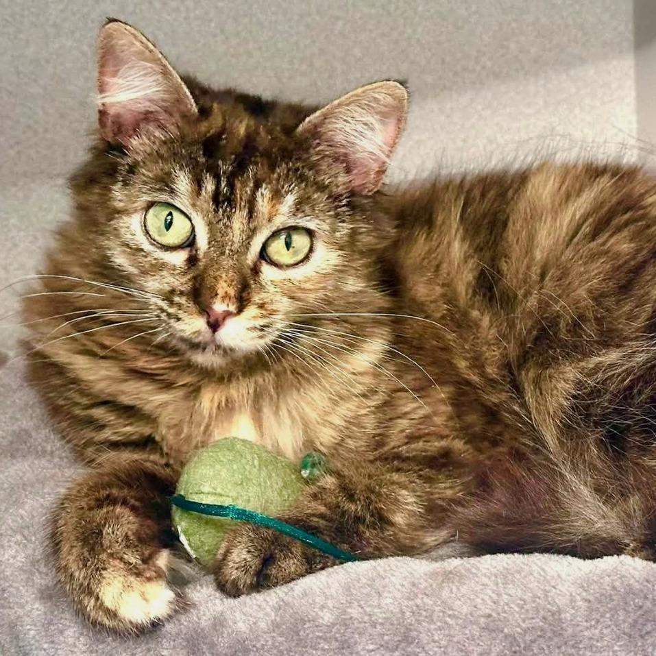 Enlarge Kiesza, a Adoptable Domestic Long Hair in Washougal, WA image 5/6