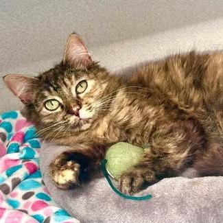 Enlarge Kiesza, a Adoptable Domestic Long Hair in Washougal, WA image 6/6