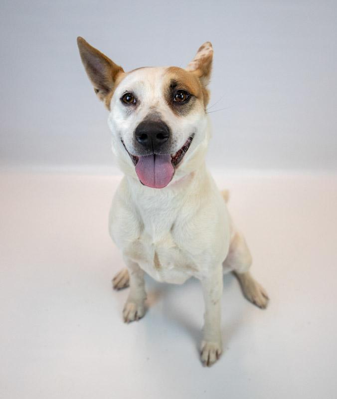 Natalie, a ADOPTABLE mixed breed in Kennesaw, GA image 5/6