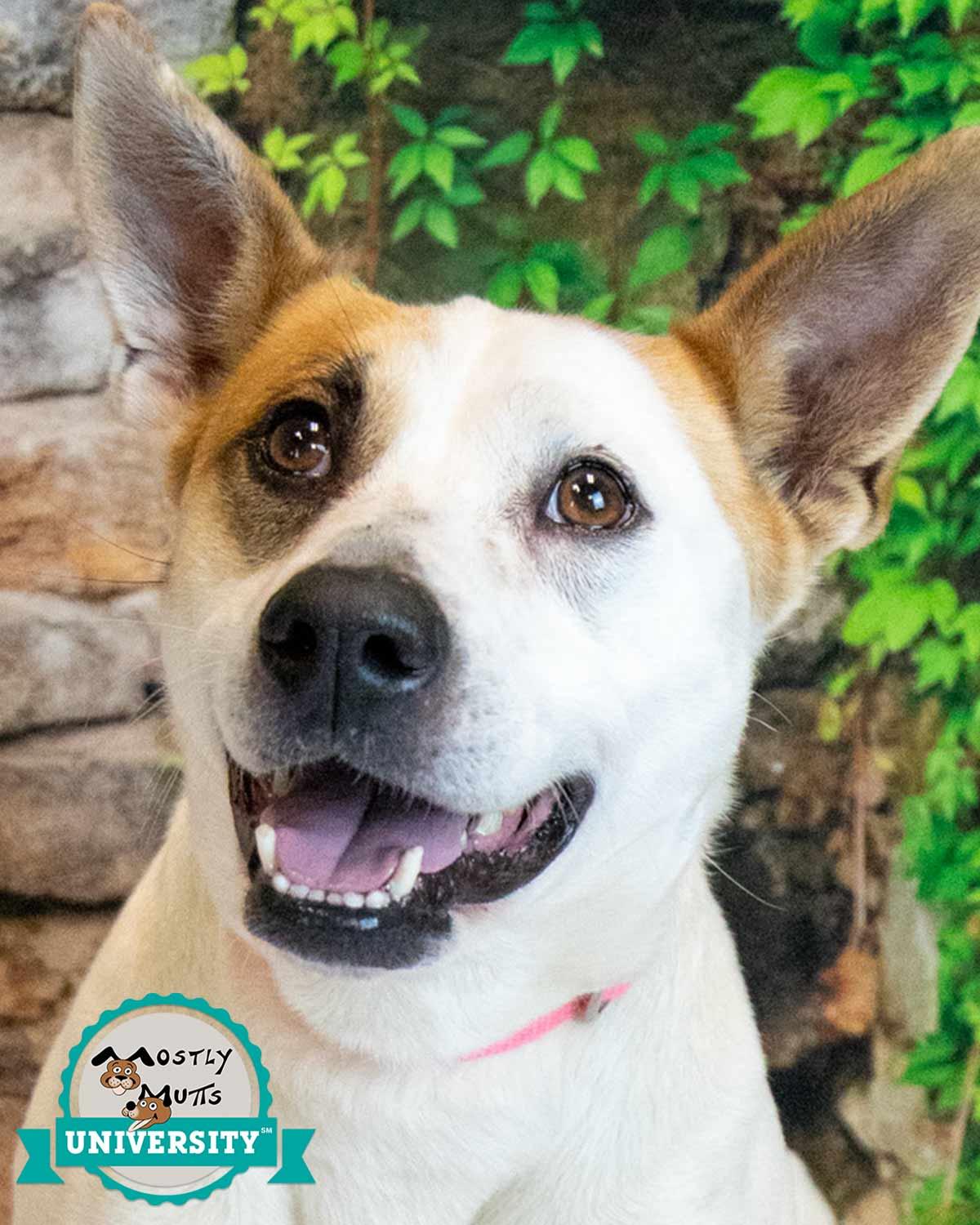 Natalie, ADOPTABLE, Adult Female Terrier & Shepherd.