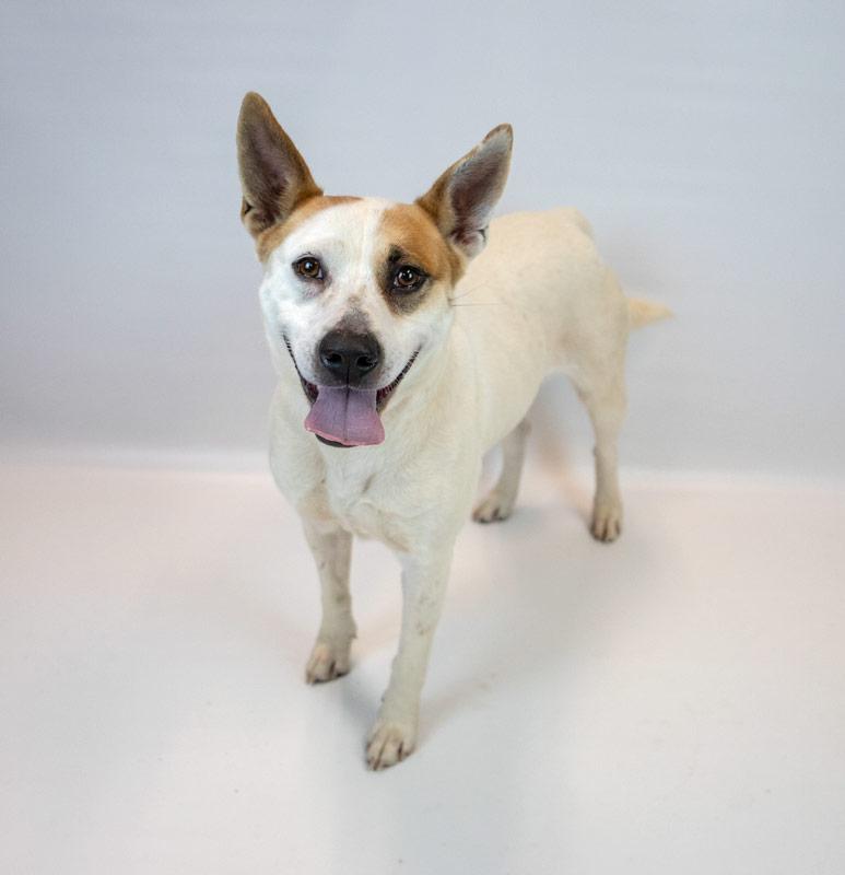 Natalie, a ADOPTABLE mixed breed in Kennesaw, GA image 4/6