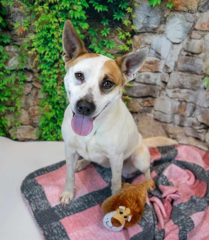 Natalie, a ADOPTABLE mixed breed in Kennesaw, GA image 3/6