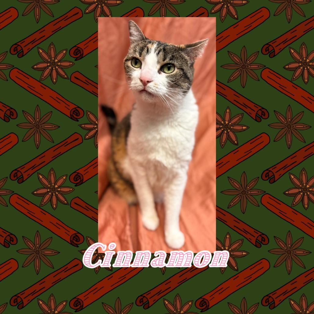 Enlarge Cinnamon, a Adoptable mixed breed in Royse City, TX image 1/2