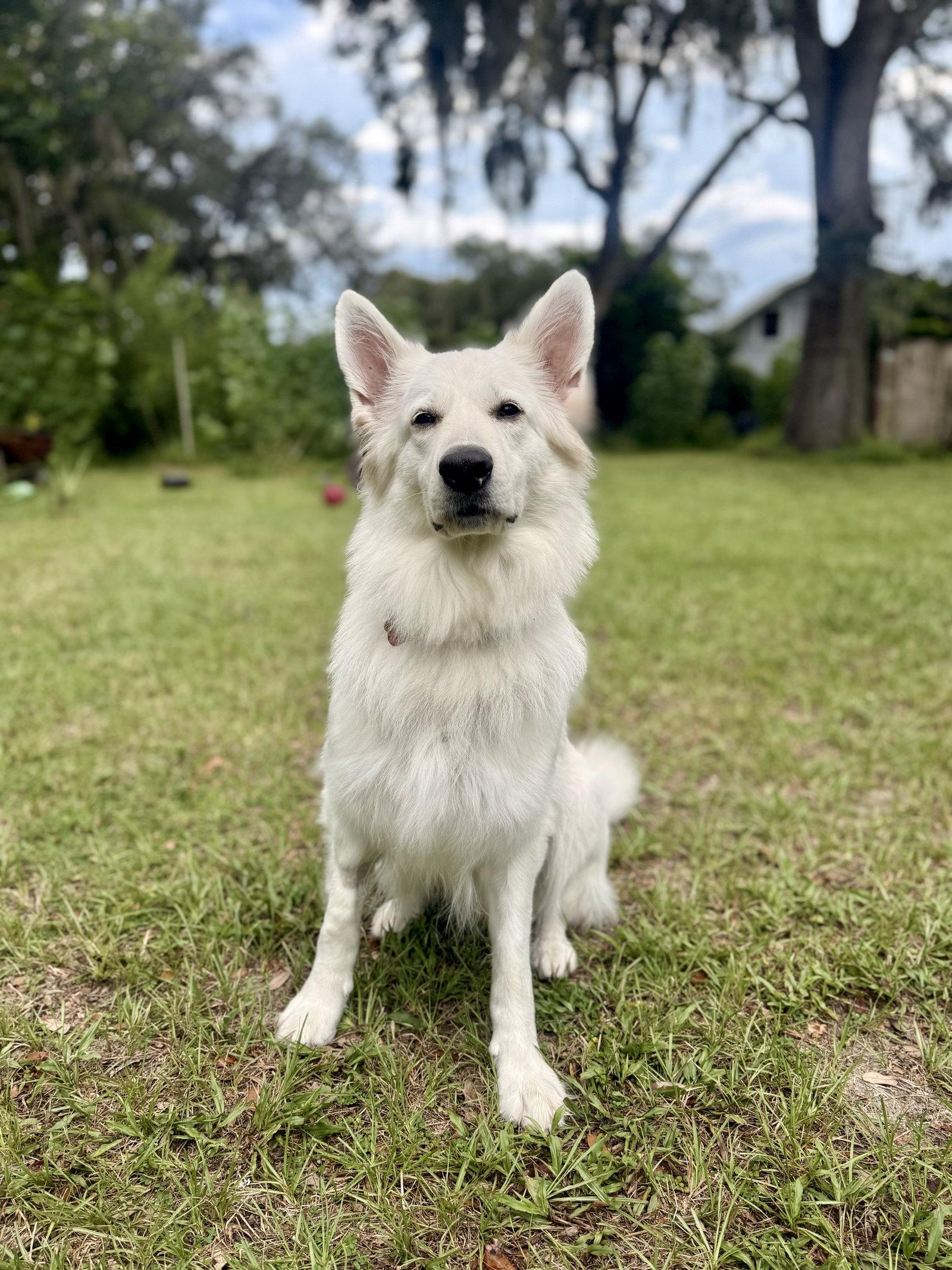 Luna Marie, Adopted, Adult Female White German Shepherd.