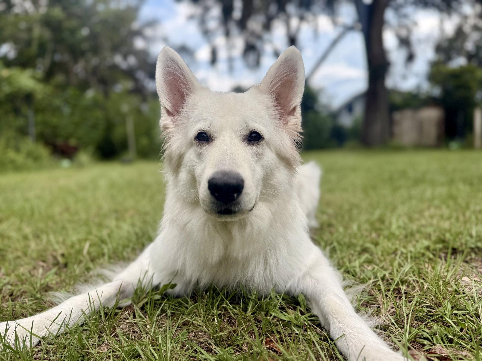 Enlarge Luna Marie, a Adopted White German Shepherd in Londonderry, NH image 2/3