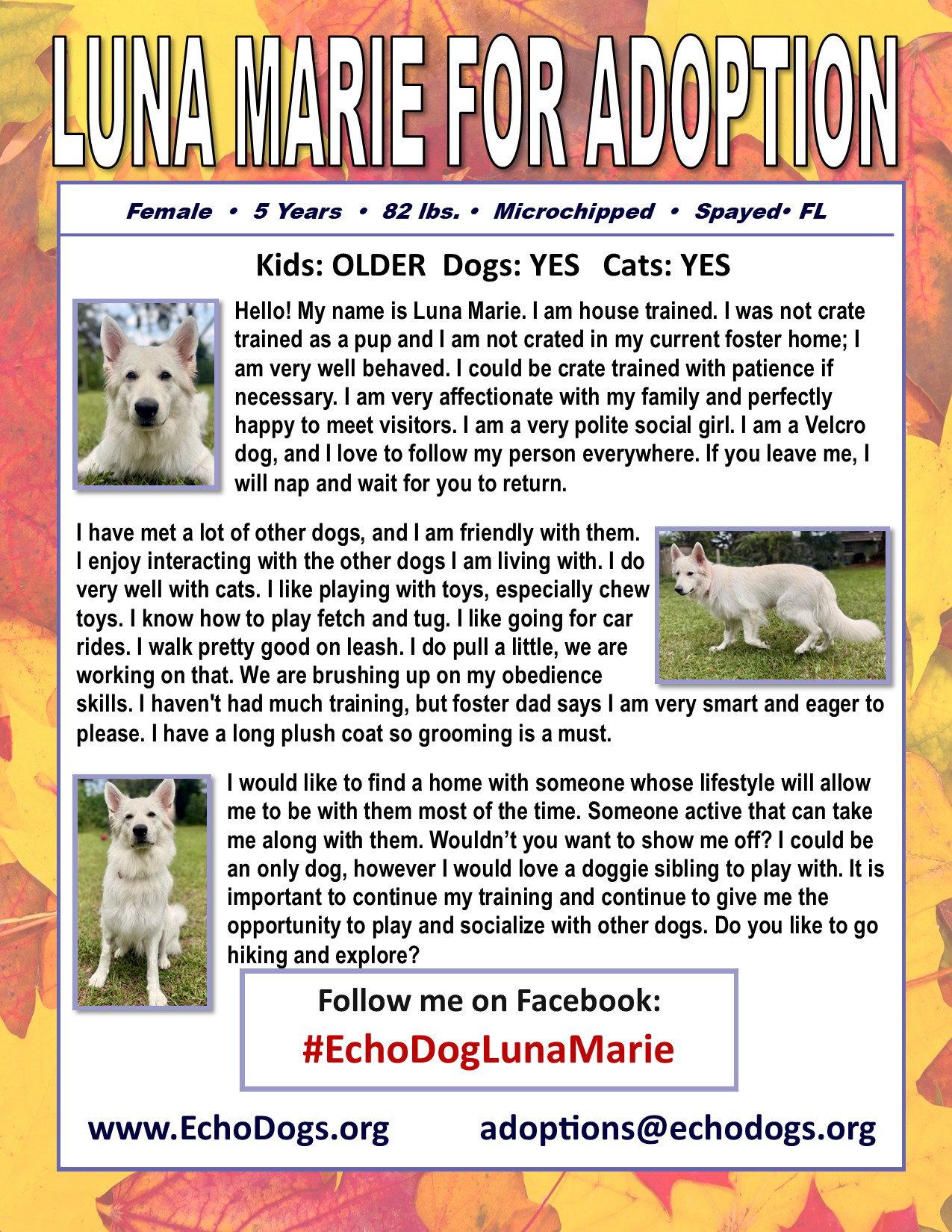 Enlarge Luna Marie, a Adopted White German Shepherd in Londonderry, NH image 3/3