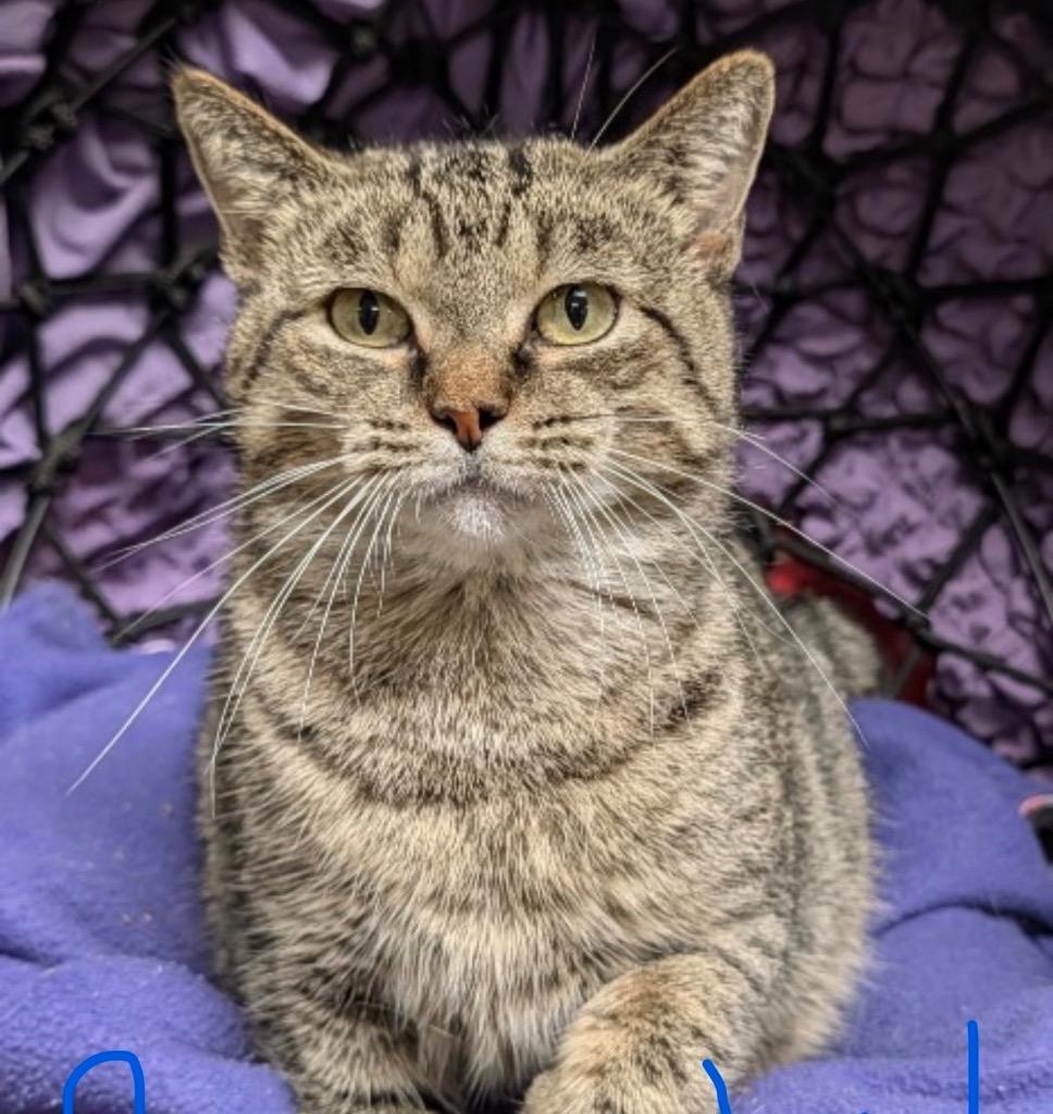 Crystal, Adoptable, Adult Female Domestic Short Hair.