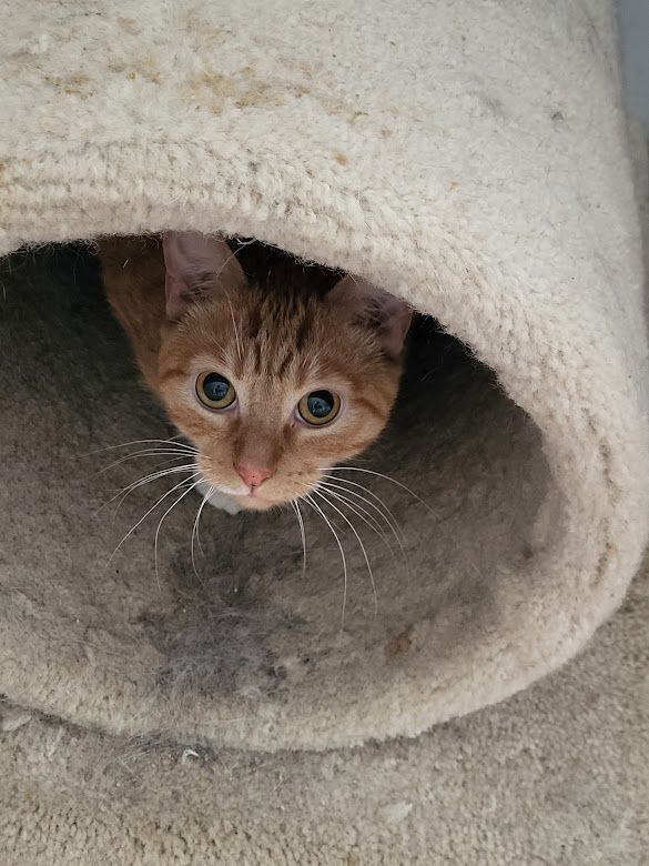 Oliver, Adoptable, Adult Male Domestic Short Hair & Tabby.