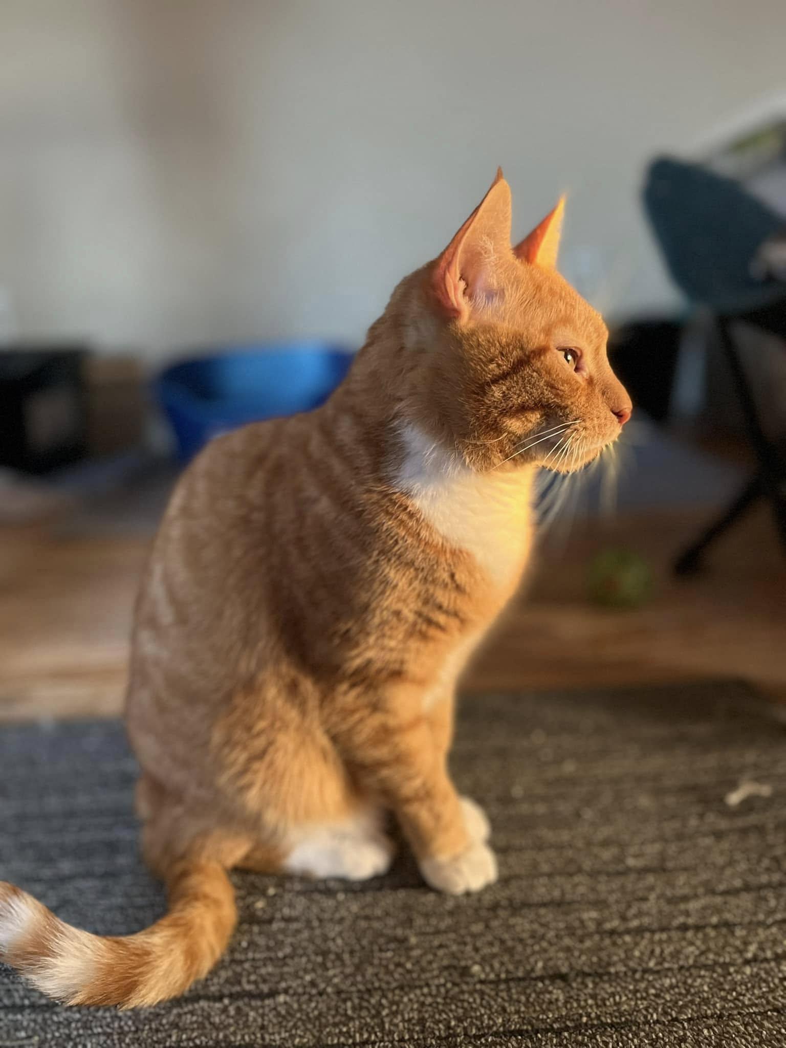 Enlarge Oliver, a Adoptable mixed breed in Allentown, PA image 2/5