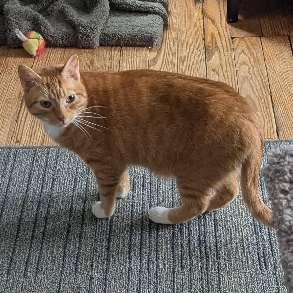 Enlarge Oliver, a Adoptable mixed breed in Allentown, PA image 4/5