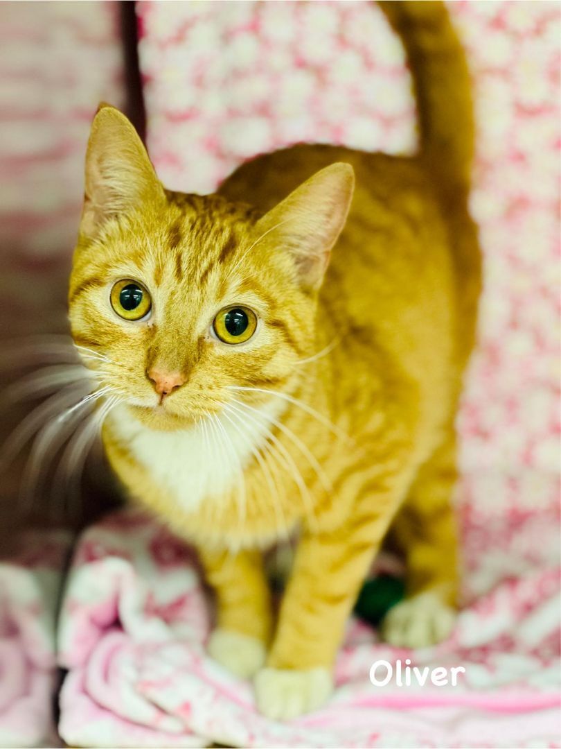 Oliver, a Adoptable mixed breed in Allentown, PA image 2/4