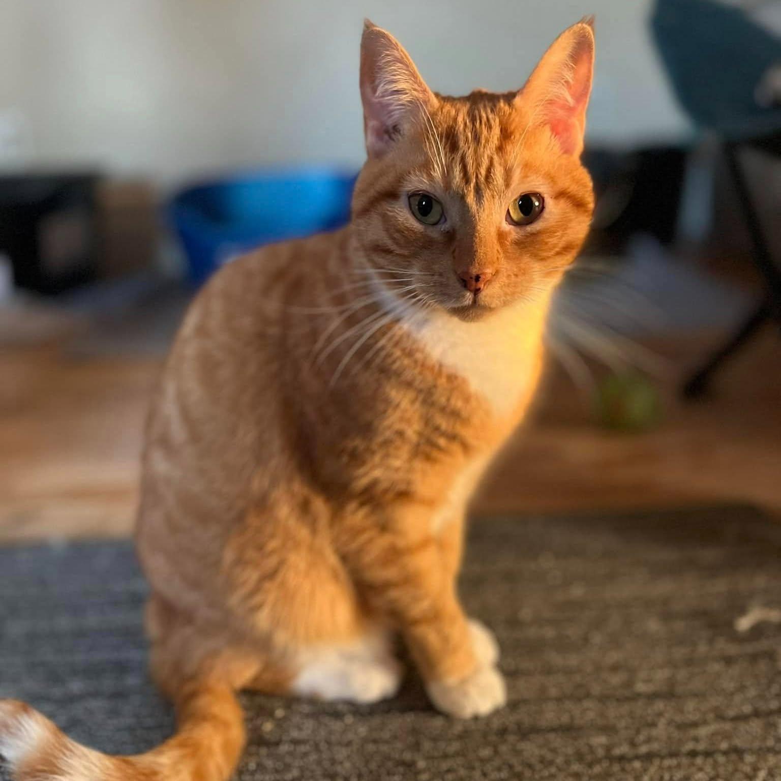 Oliver, Adoptable, Adult Male Domestic Short Hair & Tabby.