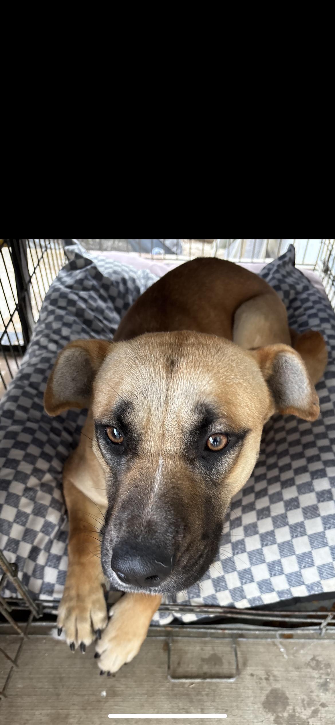 Enlarge Cindy Lou, a Adoptable mixed breed in Hamden, CT image 4/6