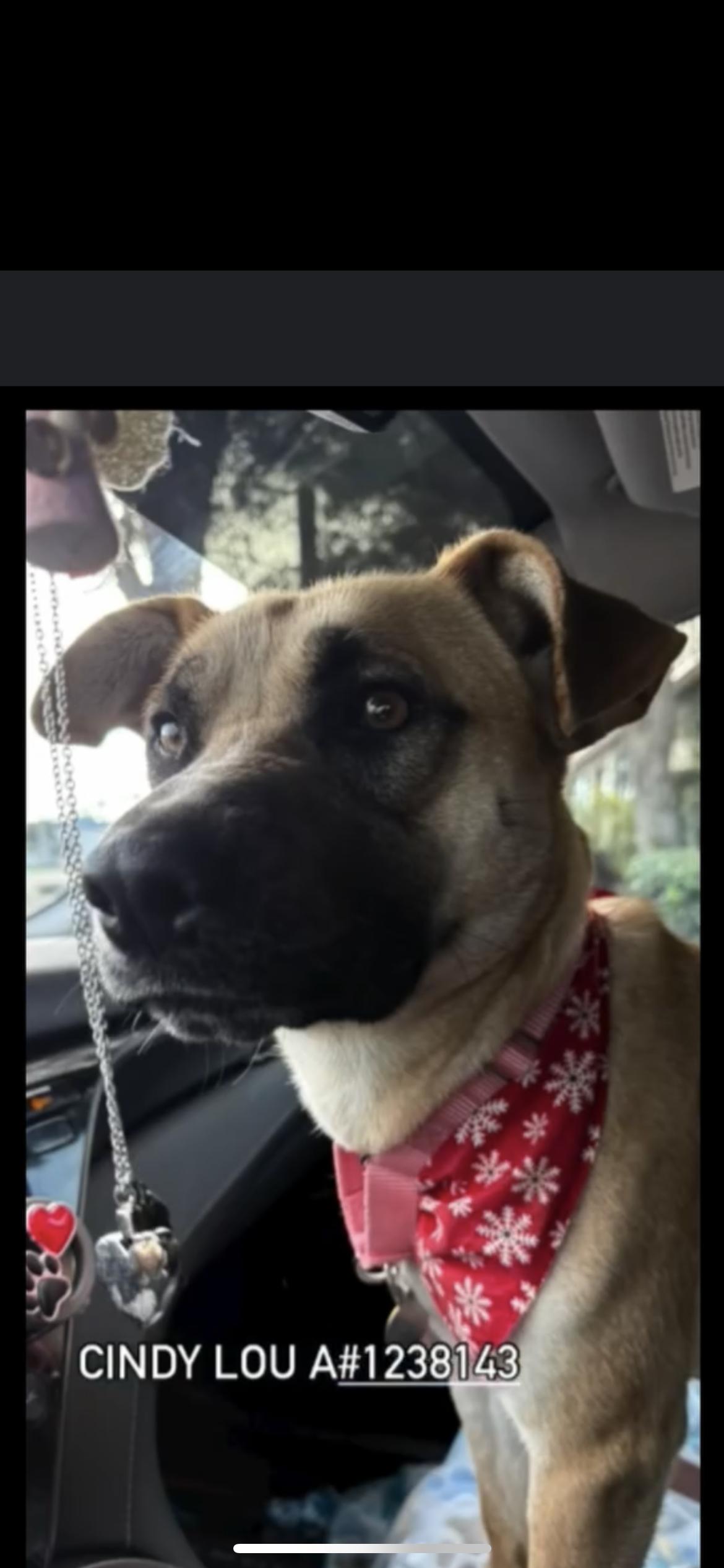 Enlarge Cindy Lou, a Adoptable mixed breed in Hamden, CT image 1/6