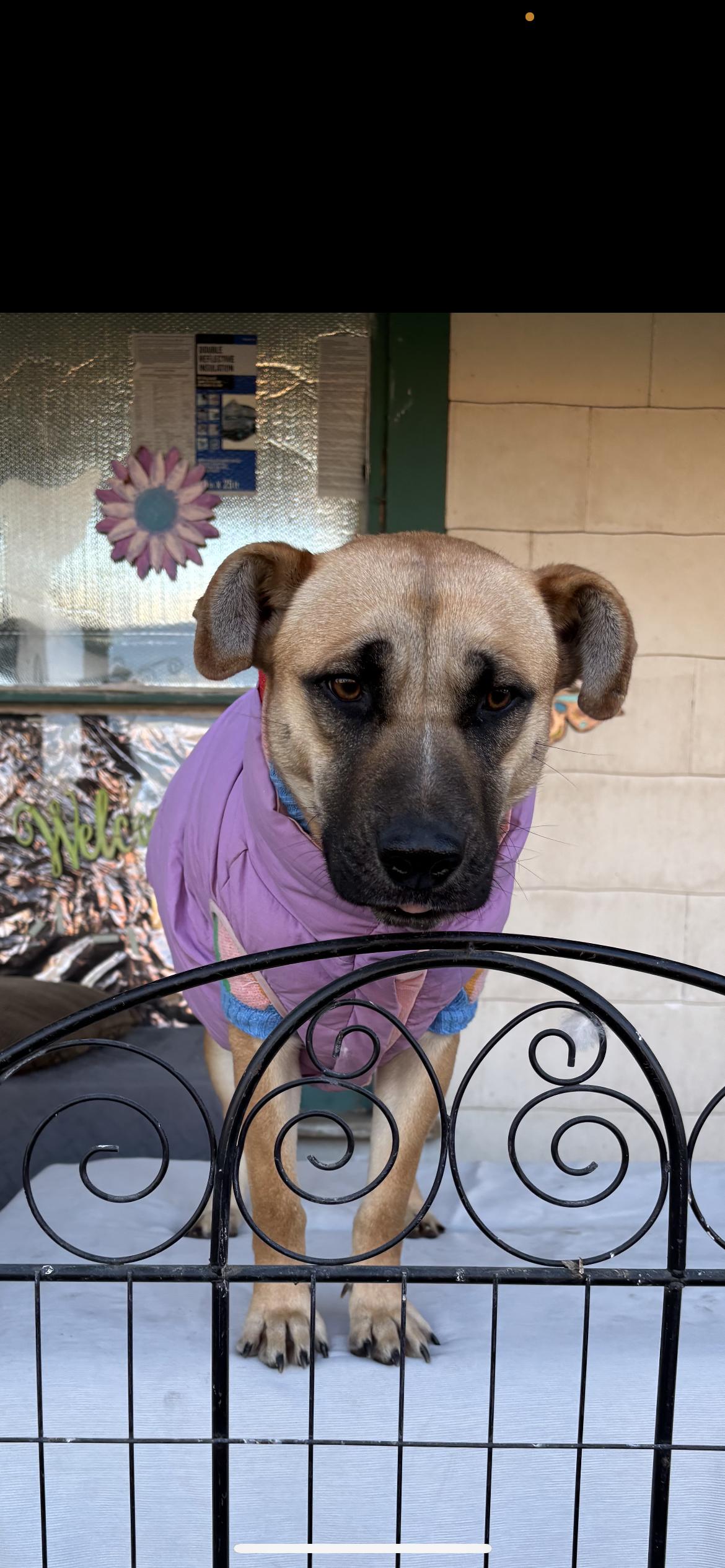 Enlarge Cindy Lou, a Adoptable mixed breed in Hamden, CT image 6/6