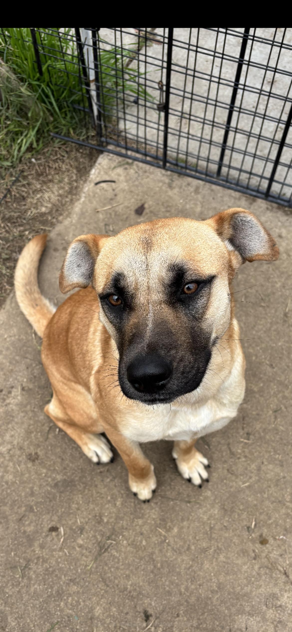 Enlarge Cindy Lou, a Adoptable mixed breed in Hamden, CT image 5/6