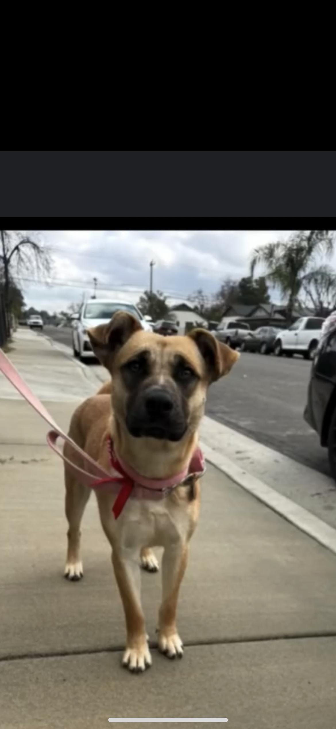 Enlarge Cindy Lou, a Adoptable mixed breed in Hamden, CT image 2/6