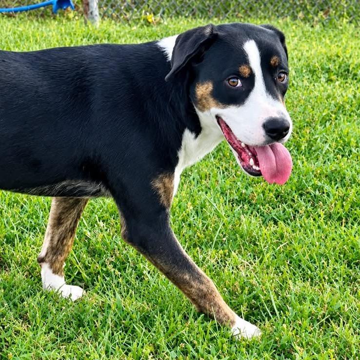 Indigo - 061502U, Adoptable, Young Male Pit Bull Terrier & Mixed Breed.