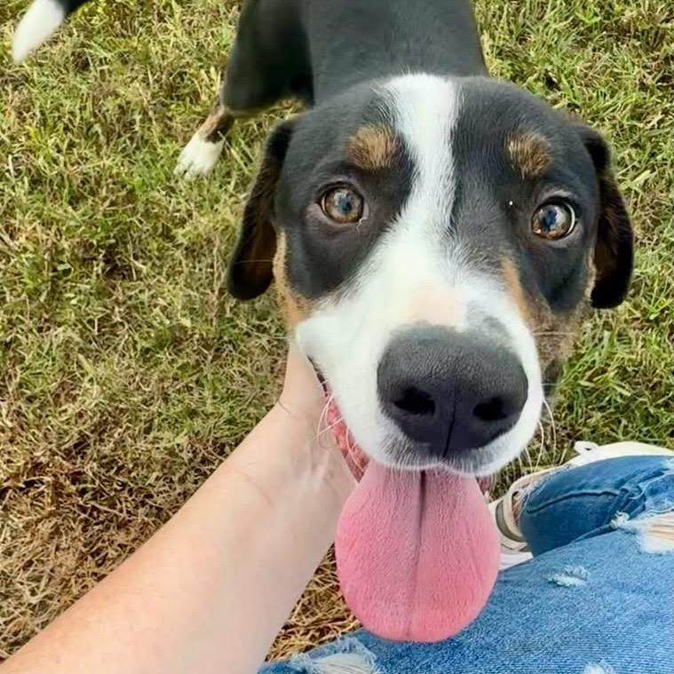 Enlarge Indigo - 061502U, a Adoptable mixed breed in Tupelo, MS image 4/5