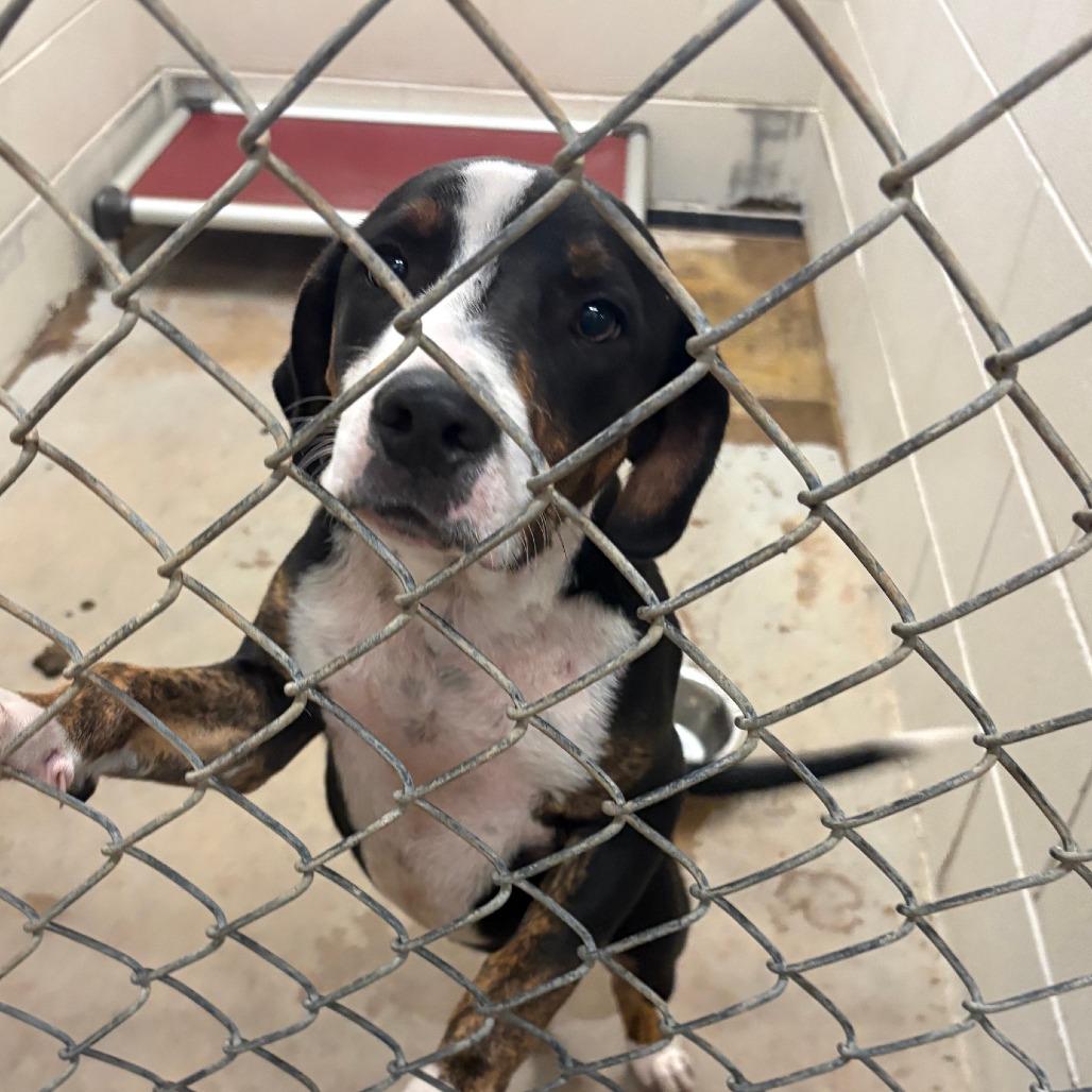 Enlarge Indigo - 061502U, a Adoptable mixed breed in Tupelo, MS image 3/3