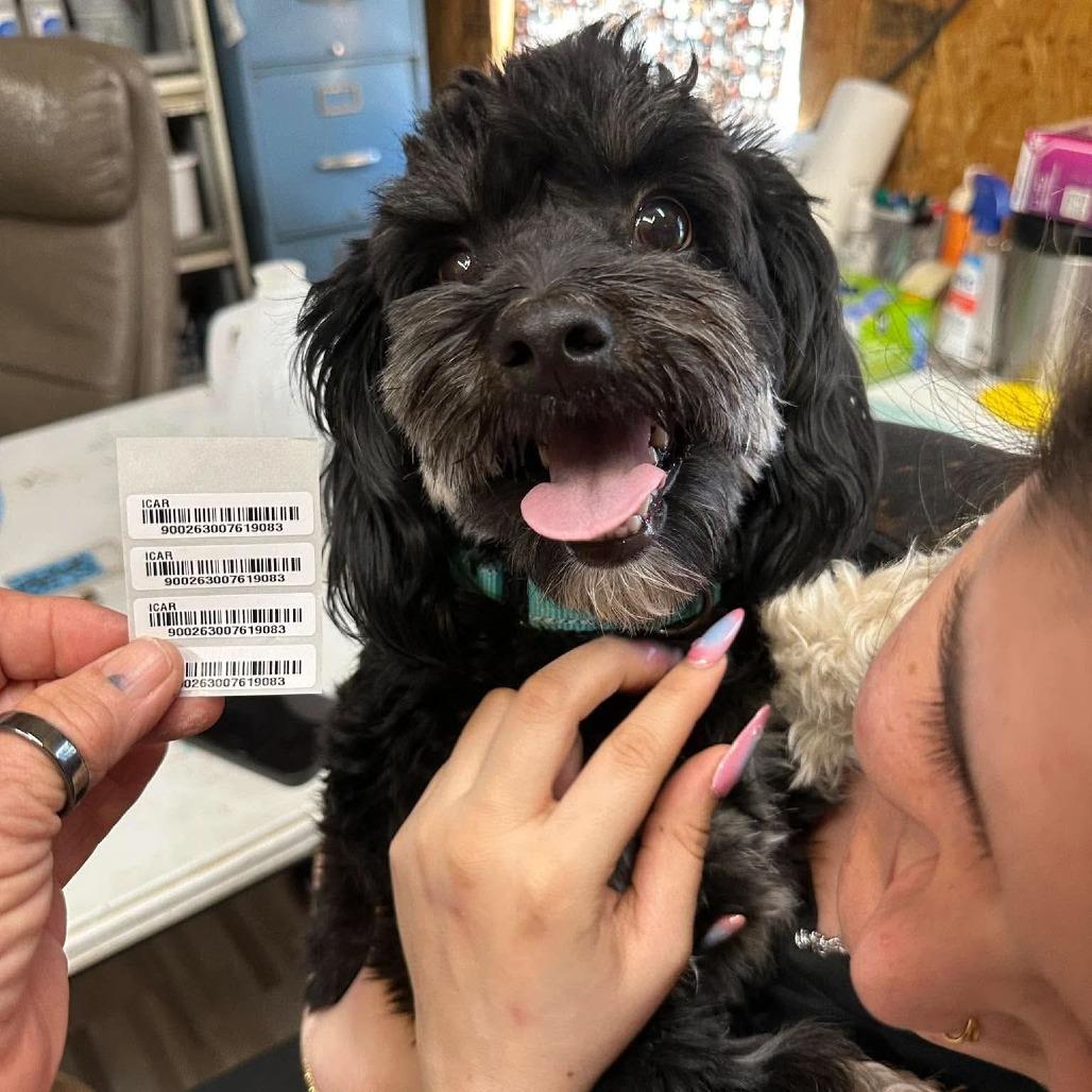 ROCKY BALBOA, Adoptable, Adult Male Schnauzer & Poodle.