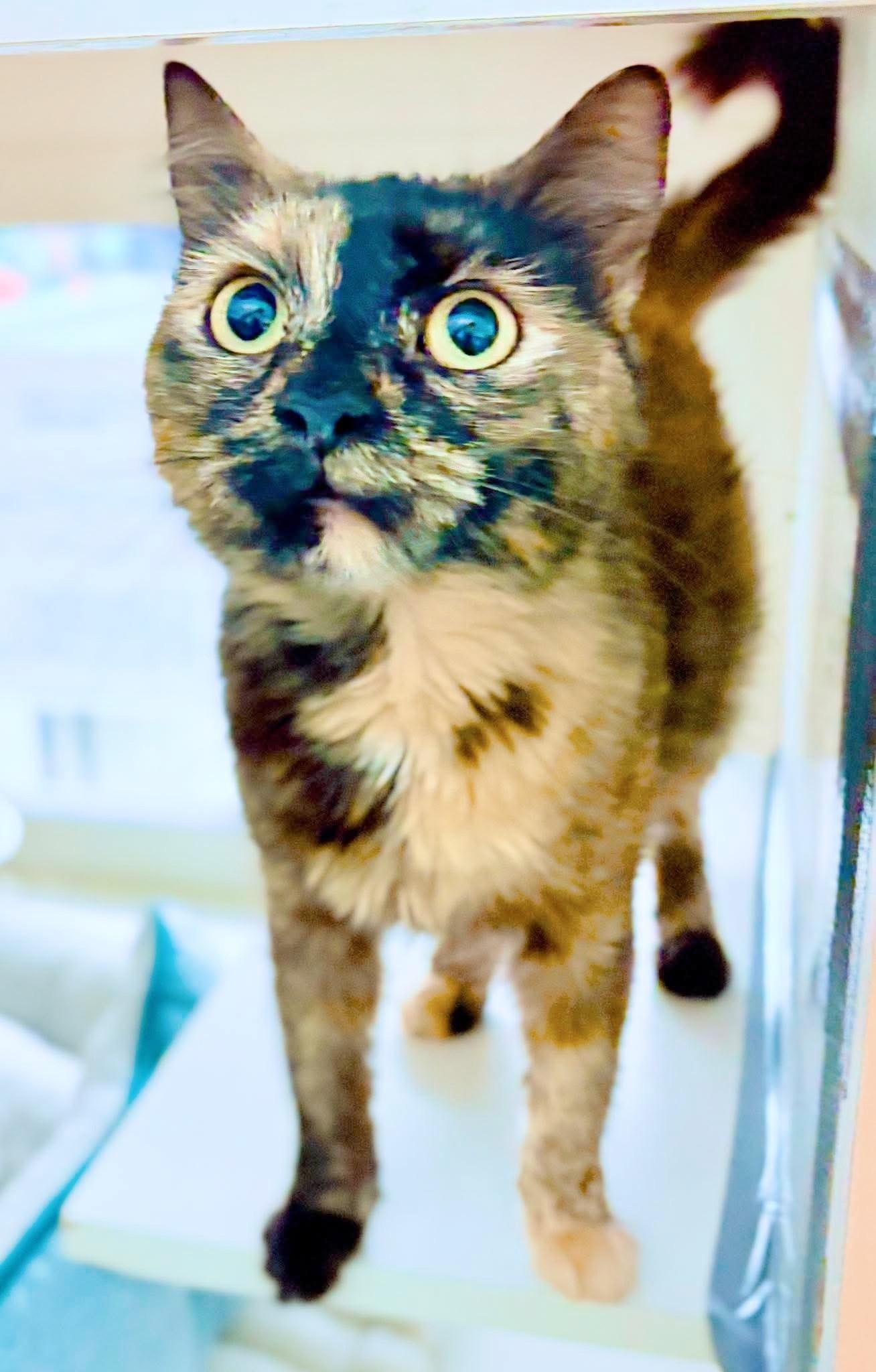 Enlarge Abigail Flufferton, an adopted mixed breed in Philadelphia, PA image 3/6
