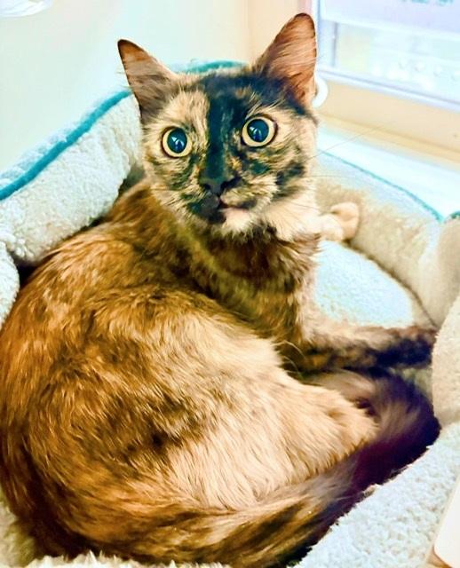 Enlarge Abigail Flufferton, an adopted mixed breed in Philadelphia, PA image 5/6