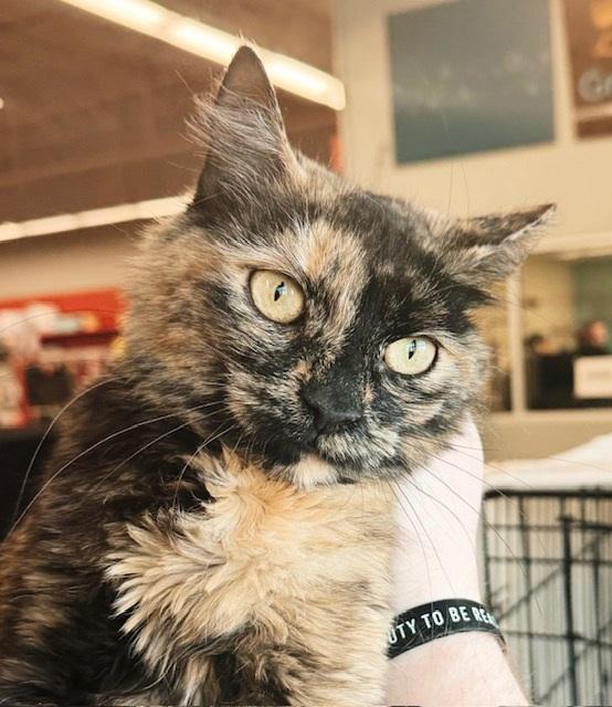 Enlarge Abigail Flufferton, an adopted mixed breed in Philadelphia, PA image 4/6