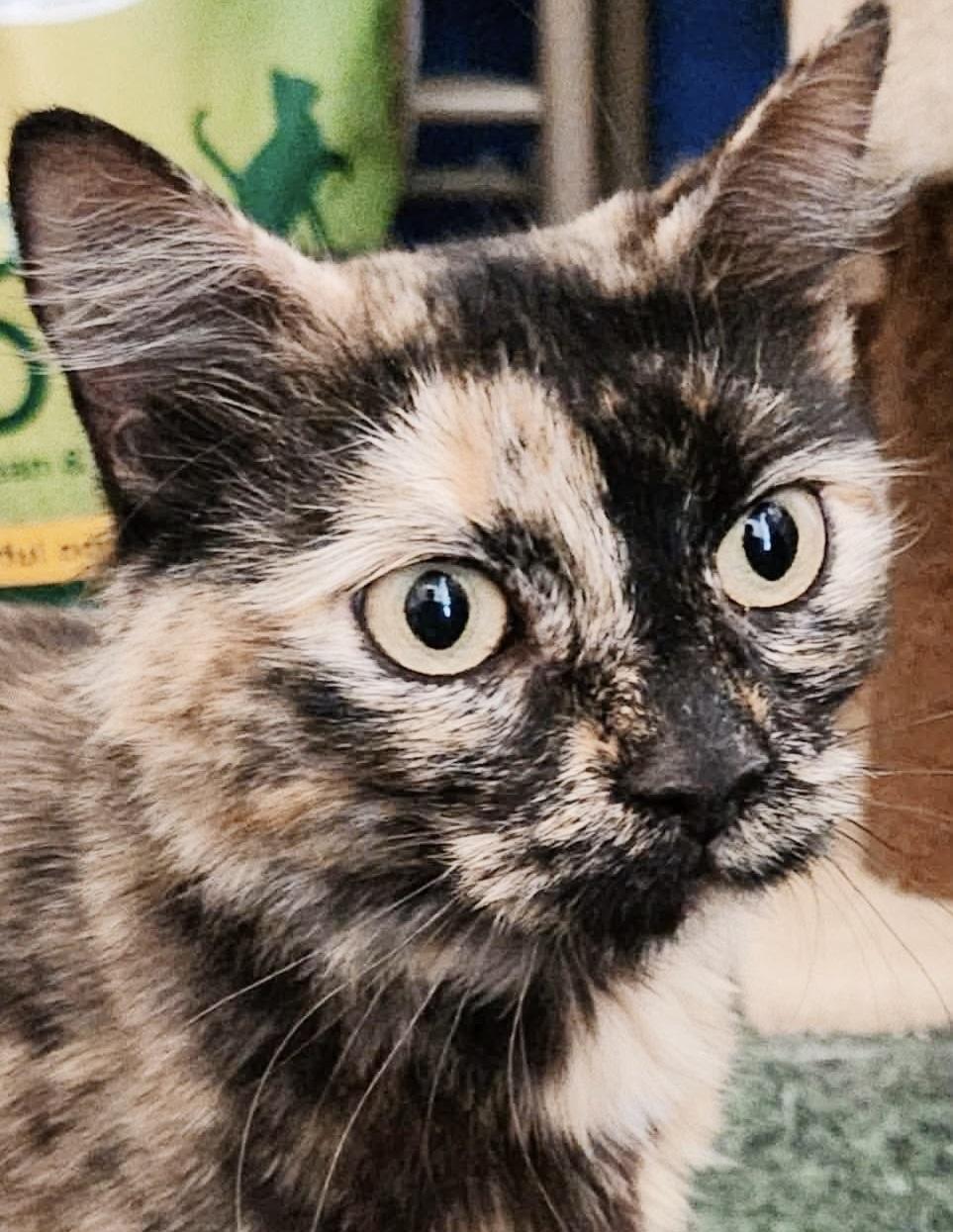 Enlarge Abigail Flufferton, an adopted mixed breed in Philadelphia, PA image 6/6