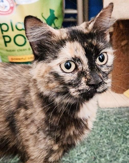 Abigail Flufferton, adopted, Young Female Domestic Medium Hair & Tortoiseshell.