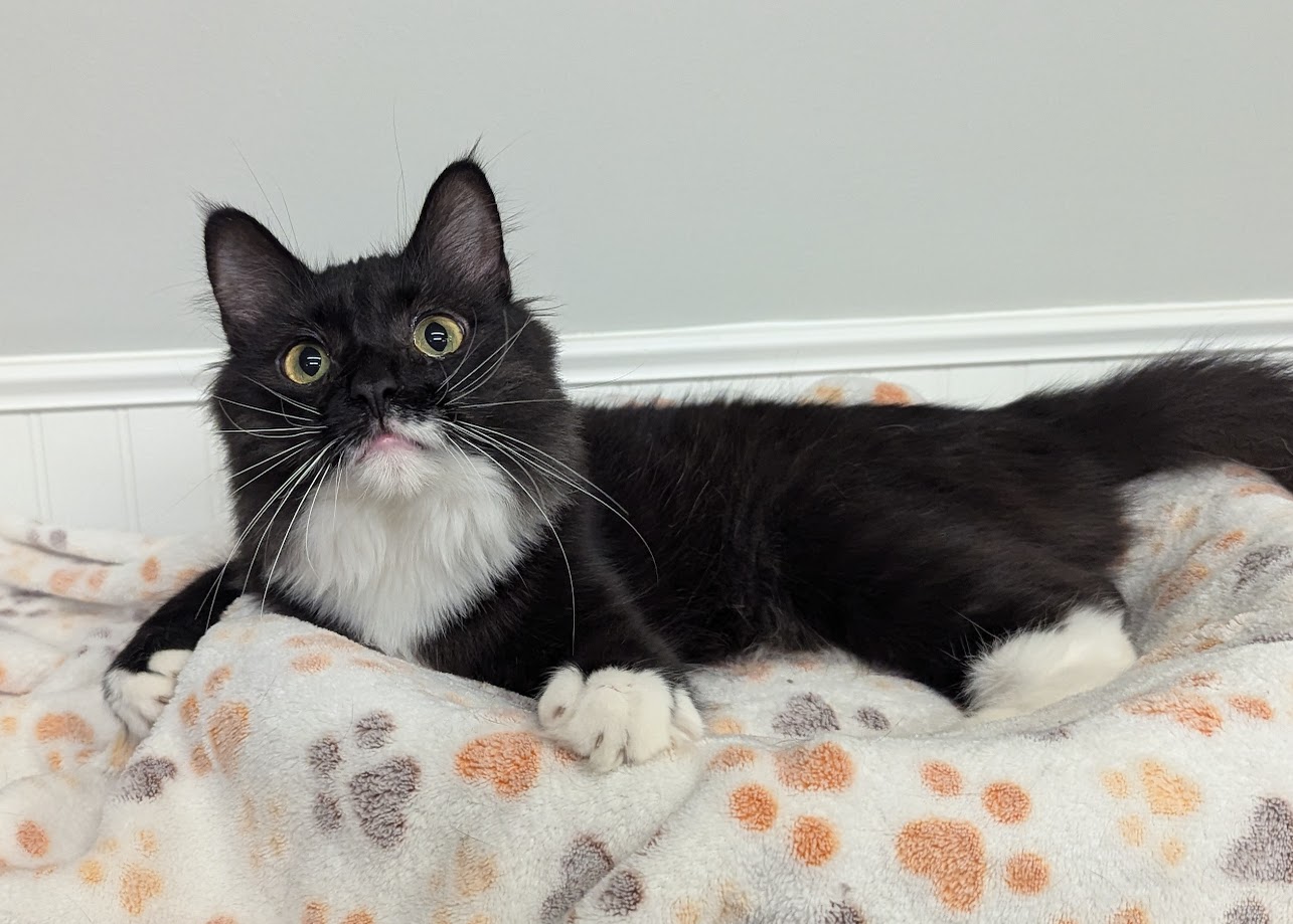 Gizmo, Adopted, Young Male Domestic Long Hair.
